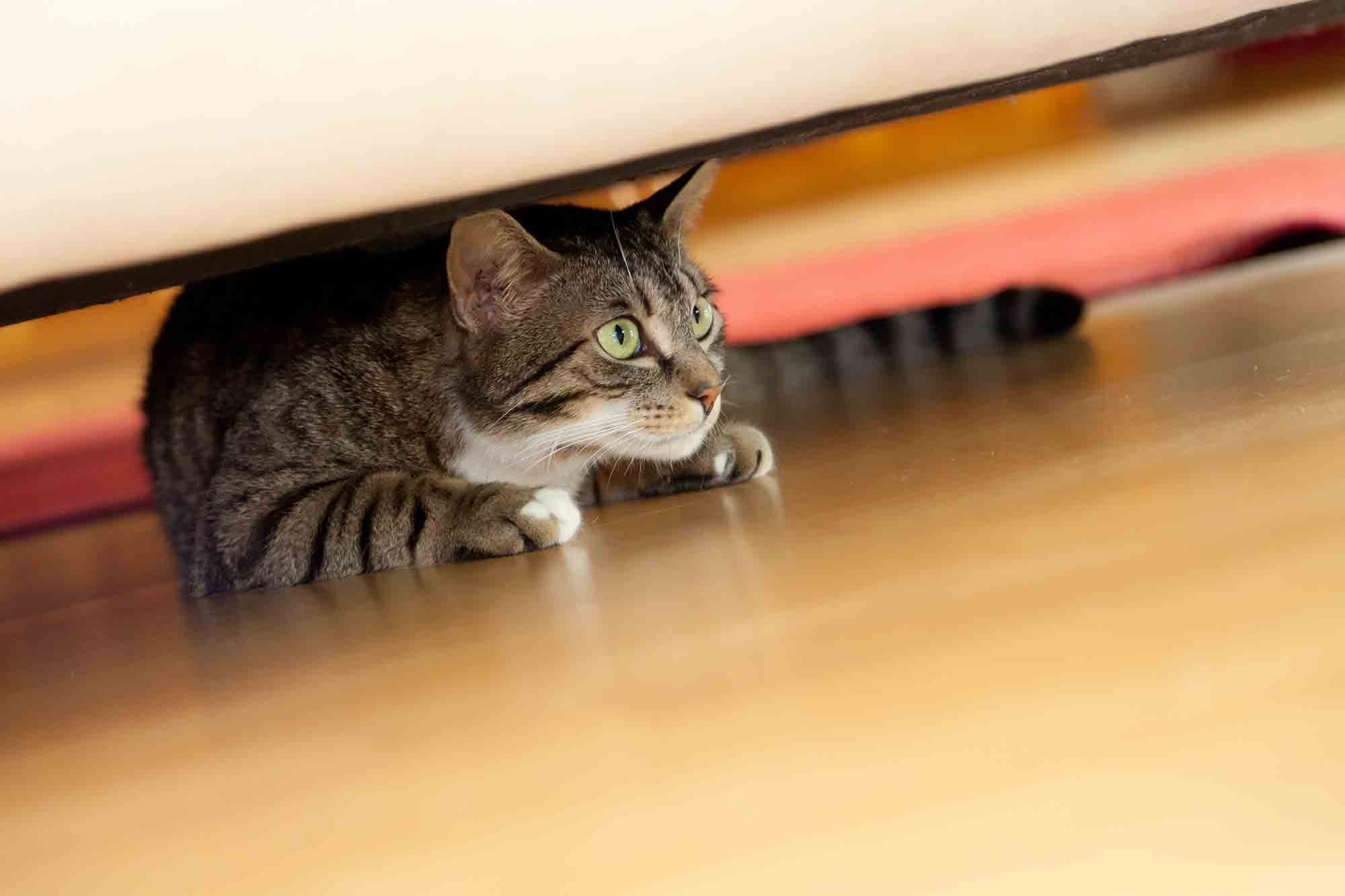 Striped cat under a couch