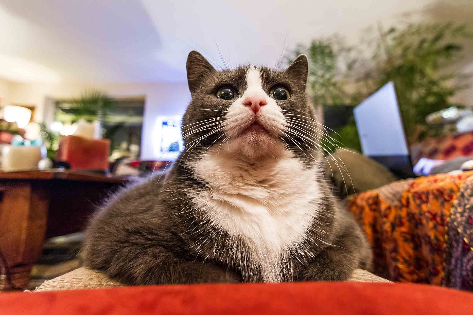Close up of a fat cat