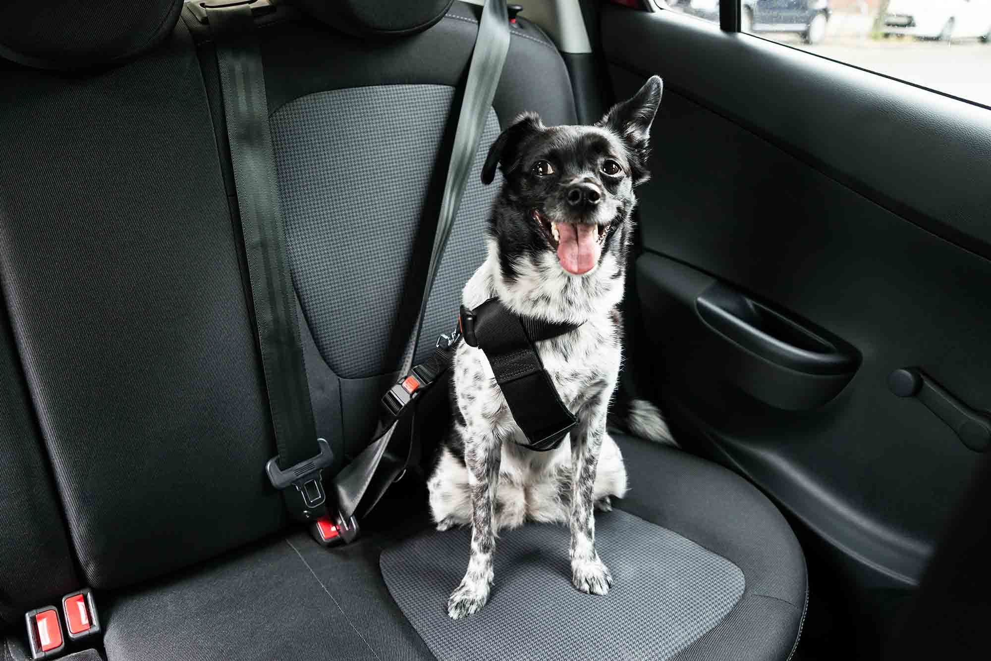 A medium white and black dog sitting contently in the back sear of a car, wearing a doggy seatbelt, one ear up, happy to go for a ride.