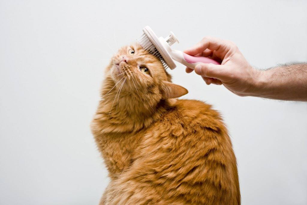 Orange cat being groomed
