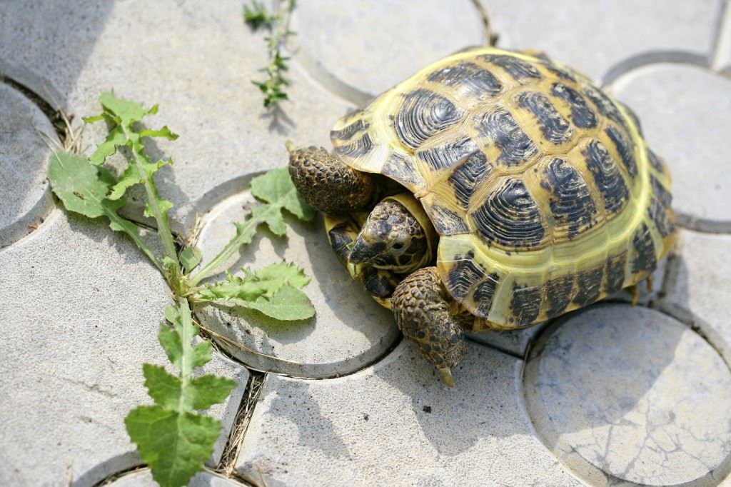 Turtle outside approaching a weed