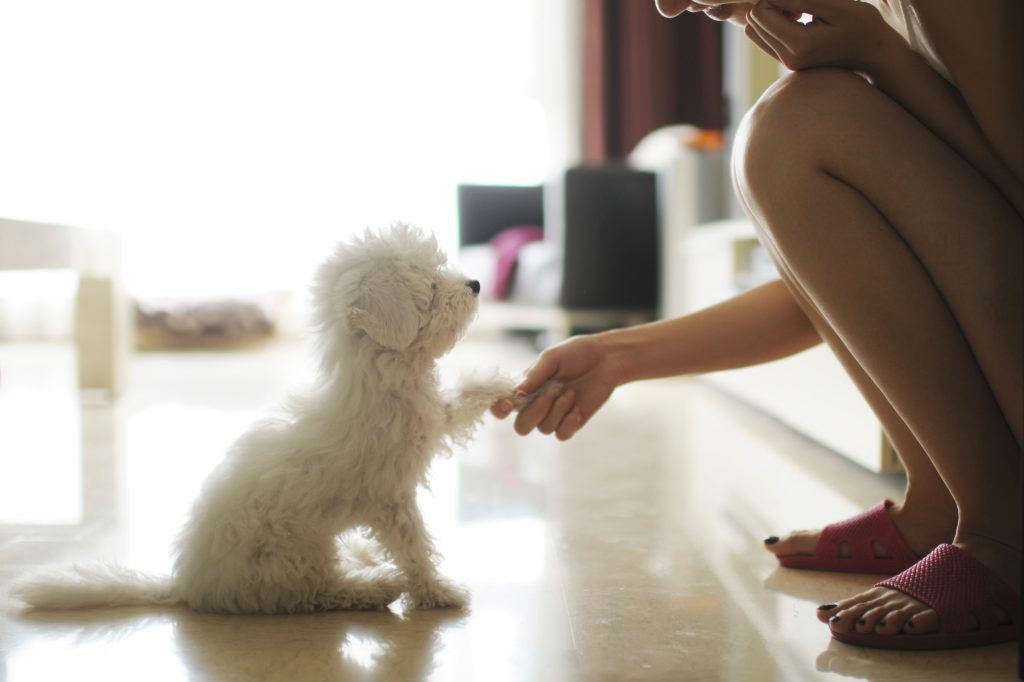 Small white dog sitting shaking paw with owner