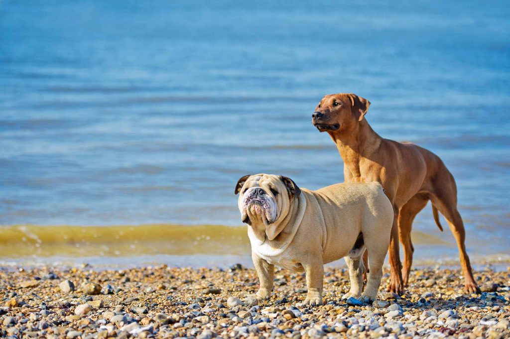 Two dogs outside on the beach