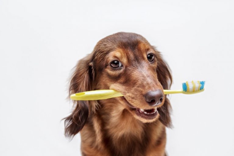 Medium sized dog holding a toothbrush in its mouth