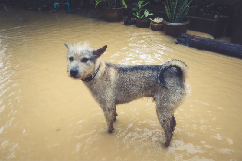 Medium Sized dog standing in a flooded area