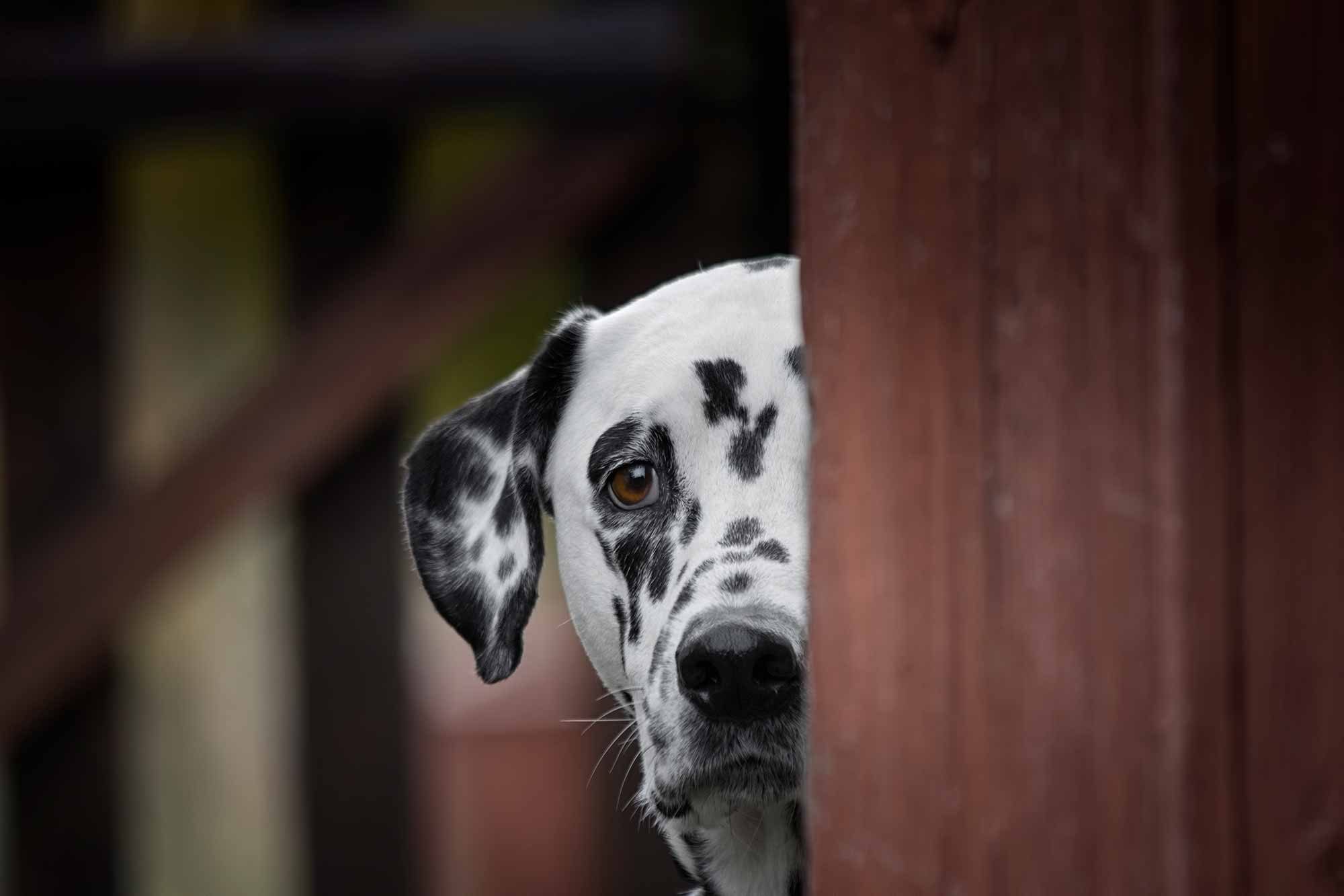A Dalmatian timidly peeks around a fence post