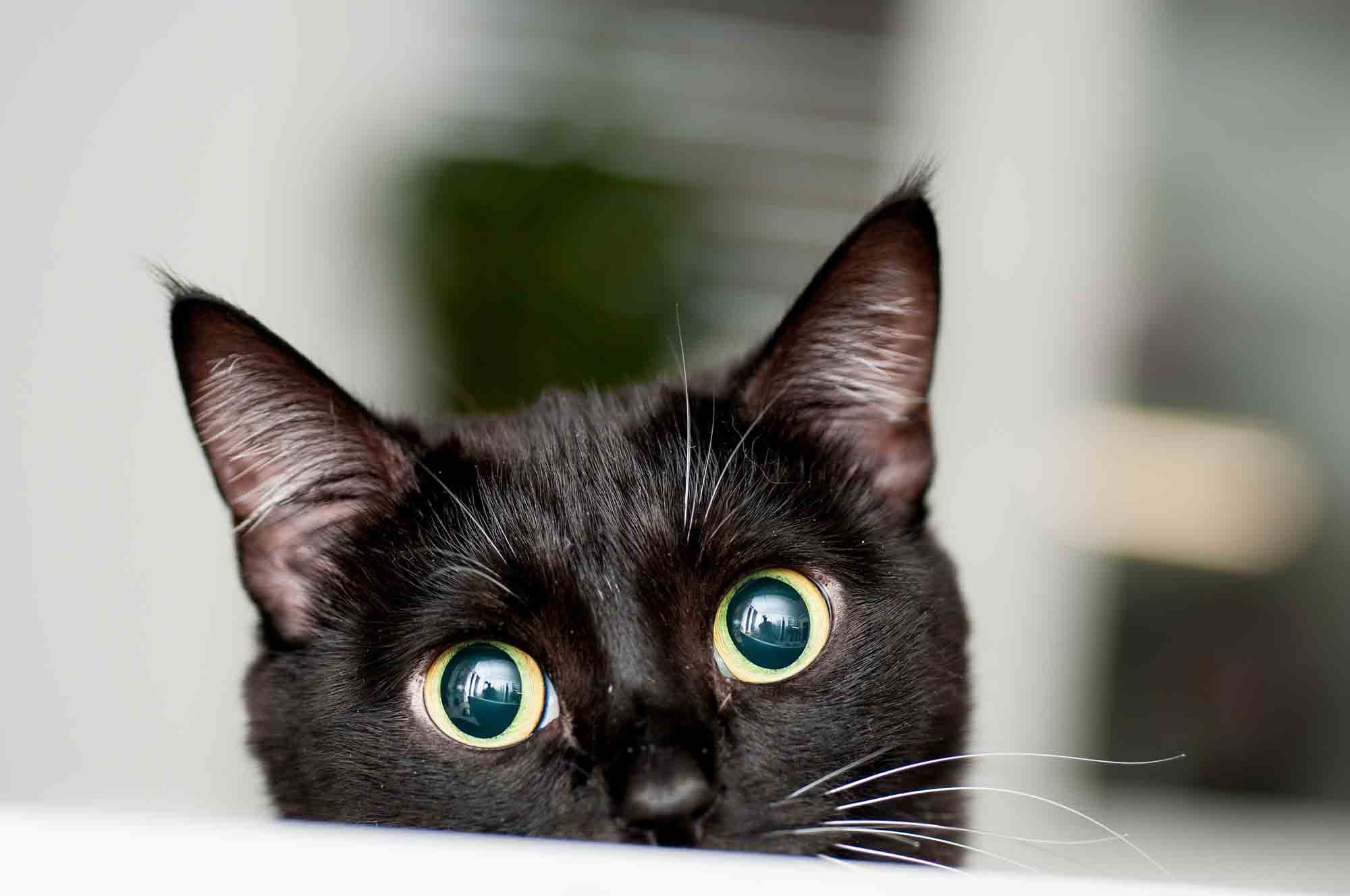 A black cat, with wide eyes, peeks up at the camera.