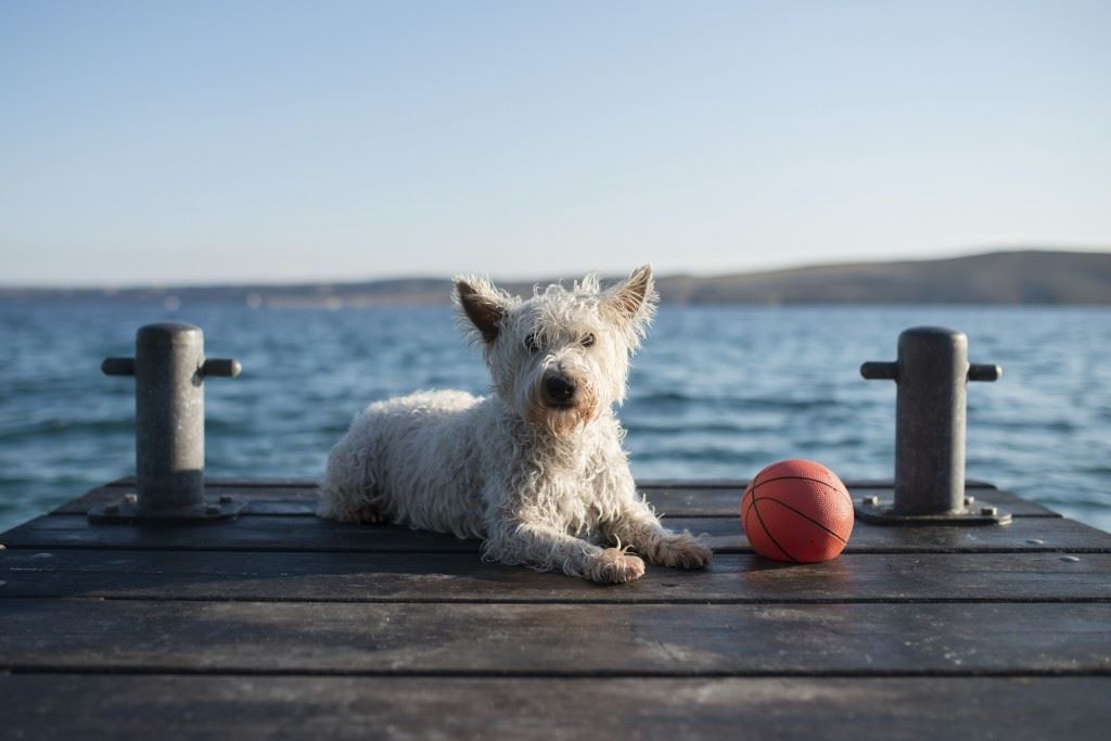 Smaller white dog sitting on a dock with a ball next to him
