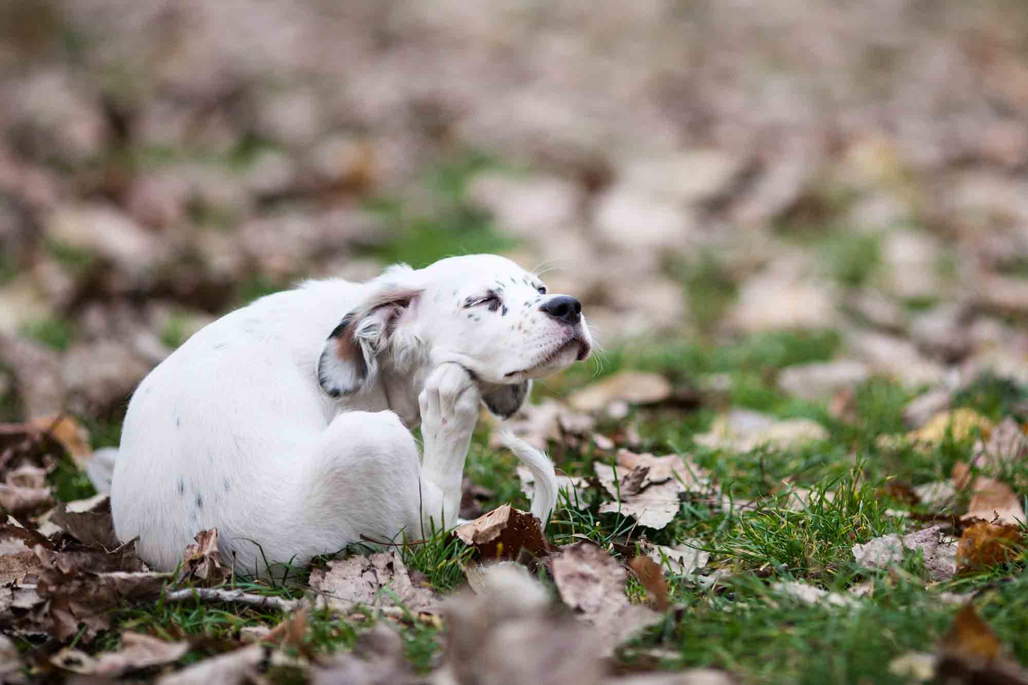 Small white dog scratching himself outside