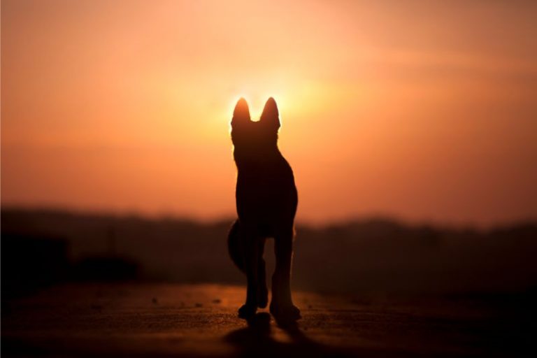Silhouette of a German Shepard with a sunset background