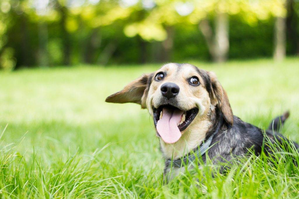 Happy dog outside in the grass with tongue out