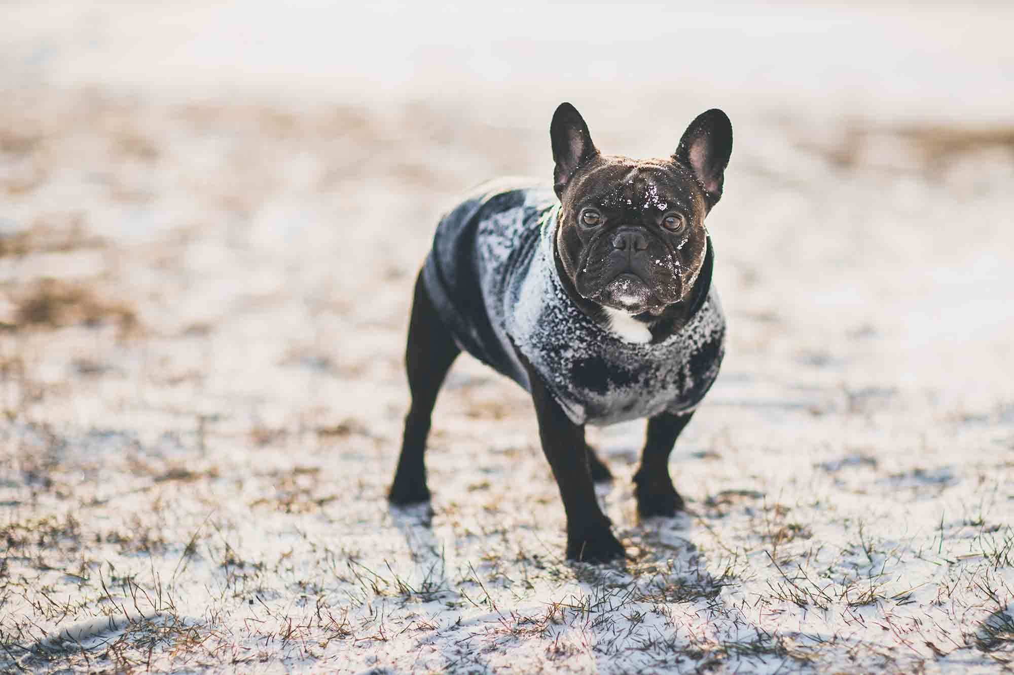 Black French Bulldog outside in the snow with a black sweater on