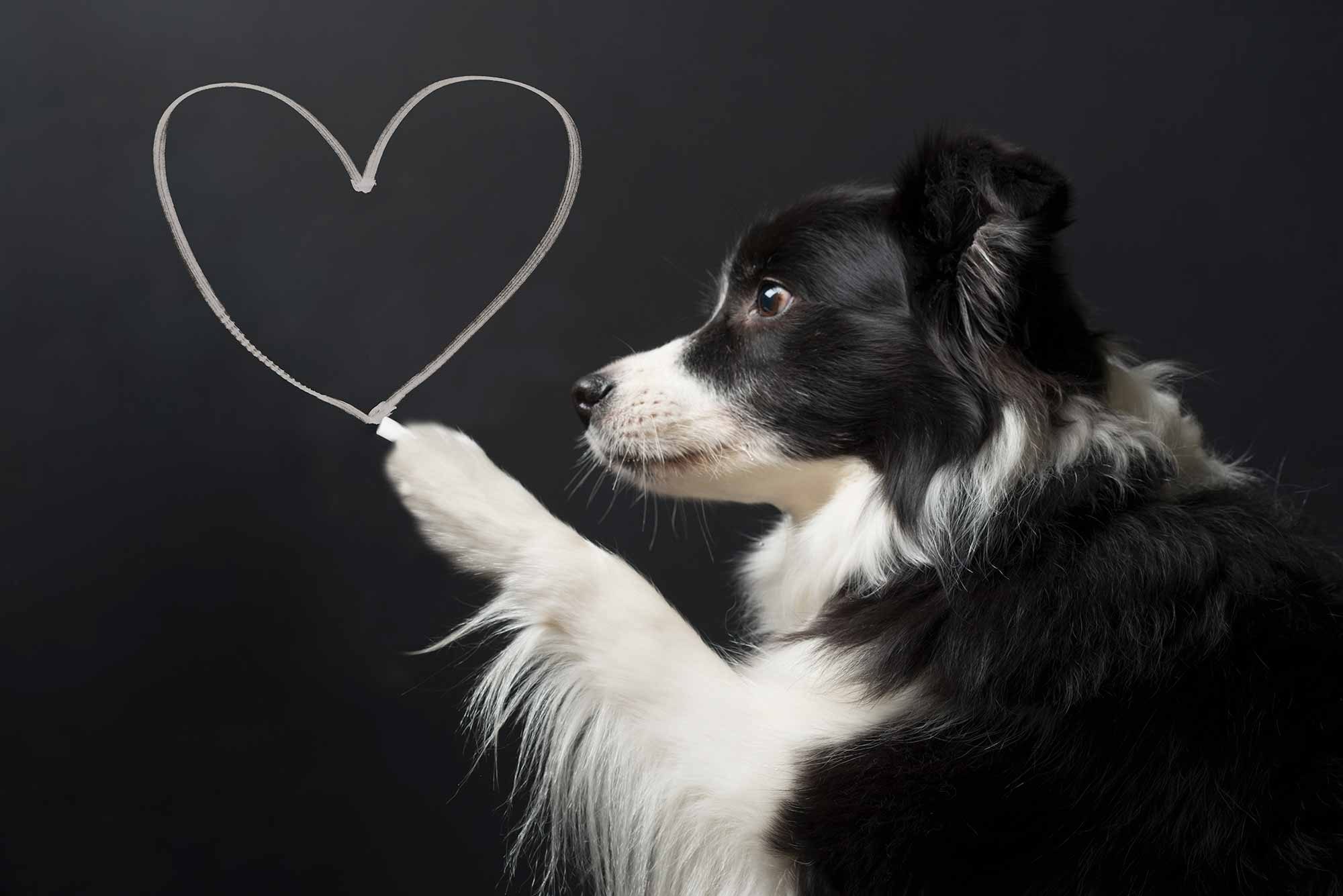 Black and white dog drawing a heart with chalk