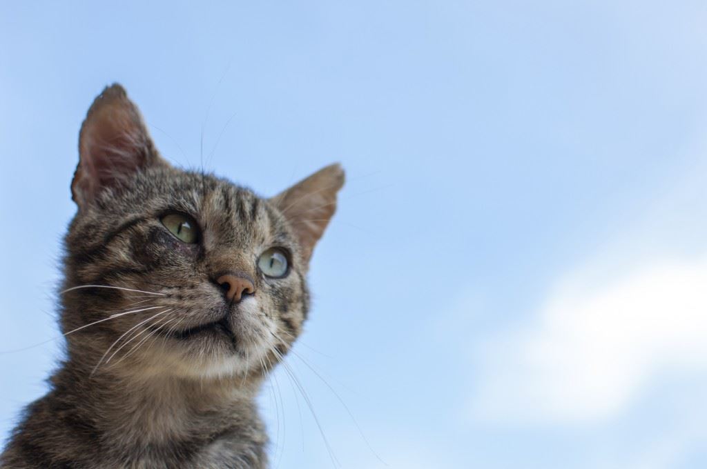 Small cat at an angle with sky background