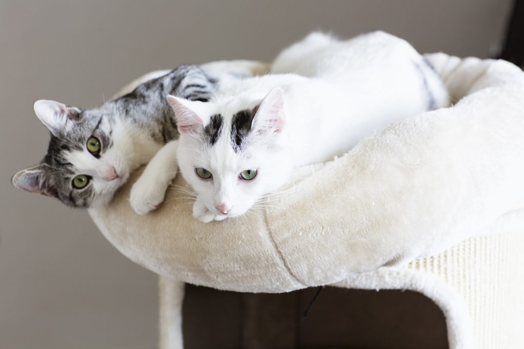 Gray striped cat and a white cat sitting on cat bed