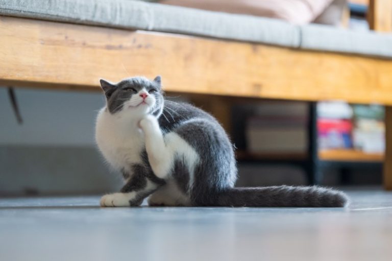 Small gray and white cat inside scratching under its chin
