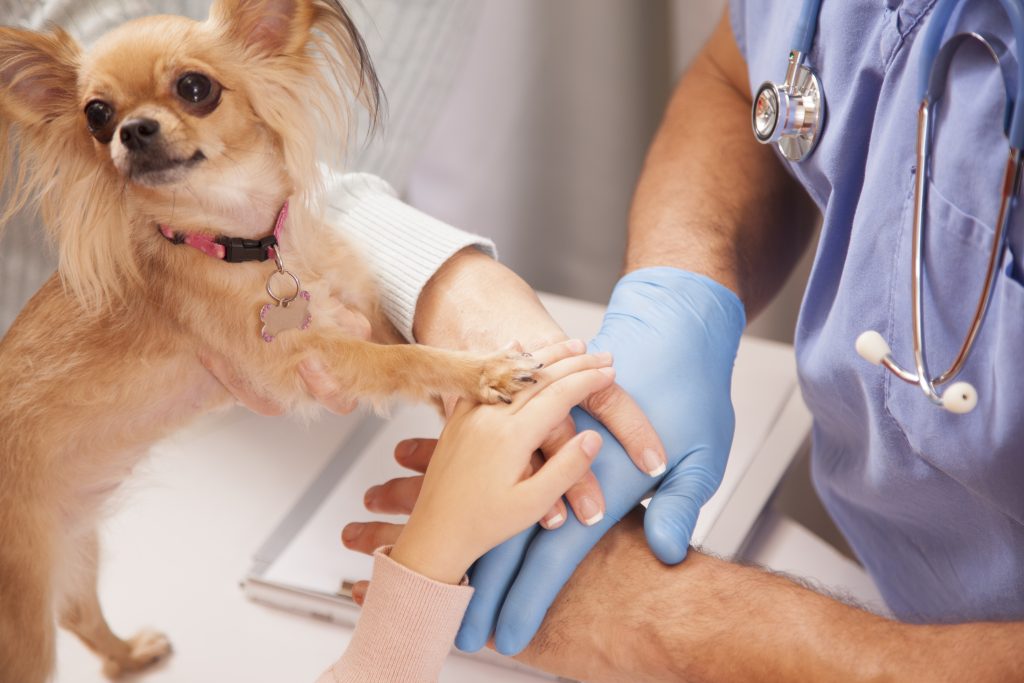 Small dog with paws on family and vet's hands