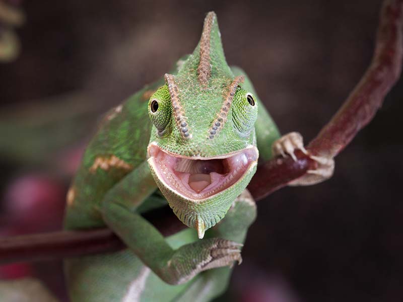A bearded dragon looks like it's smiling for the camera