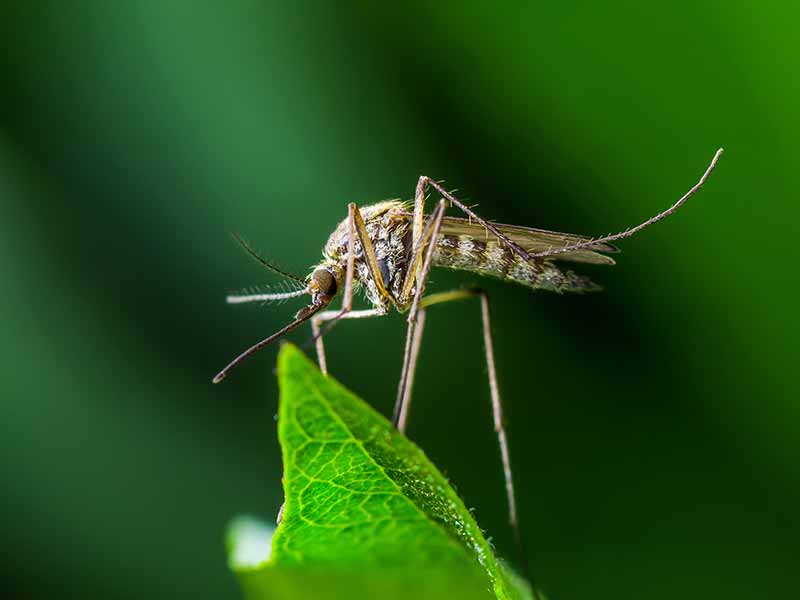A mosquito sits atop a leaf.