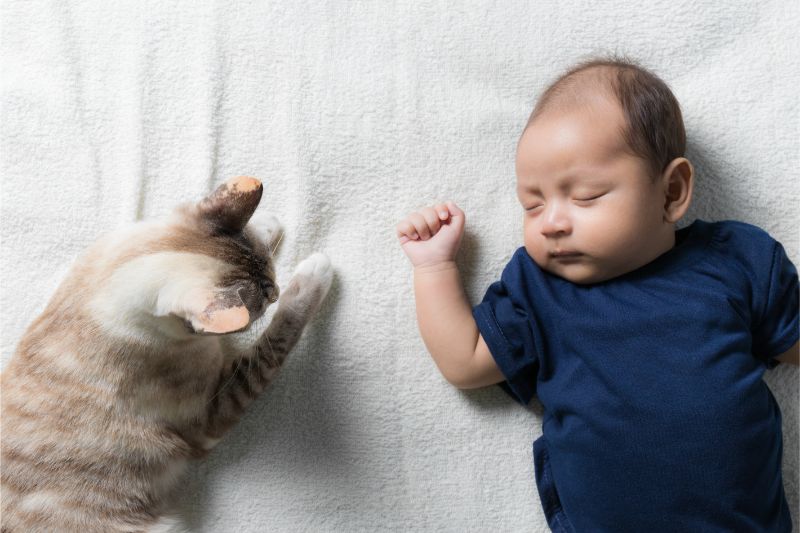 White and tan striped cat laying next to sleeping baby