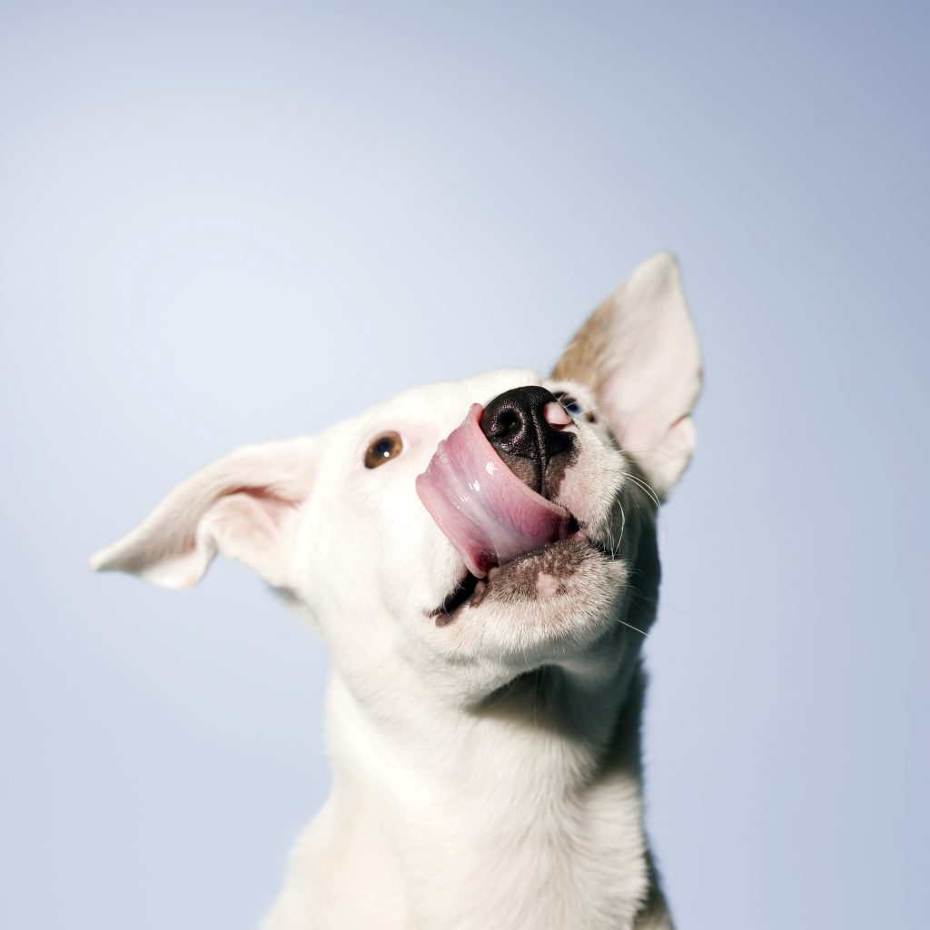 White dog looking up and licking his nose